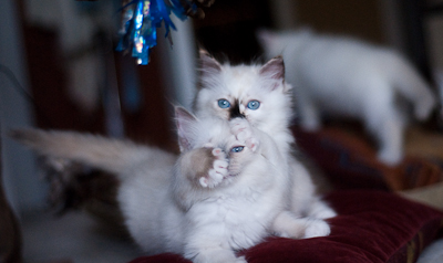 two cats