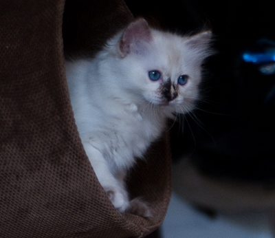 Ragdoll kitten