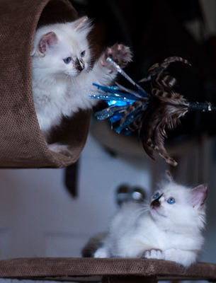 Ragdoll kitten