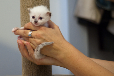 Ragdoll kitten - female blue lynx