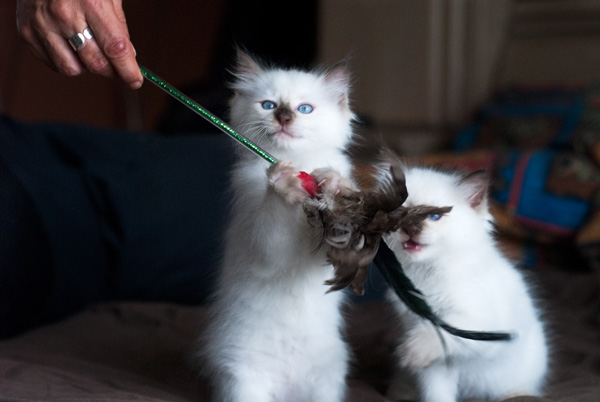 kittens playing
